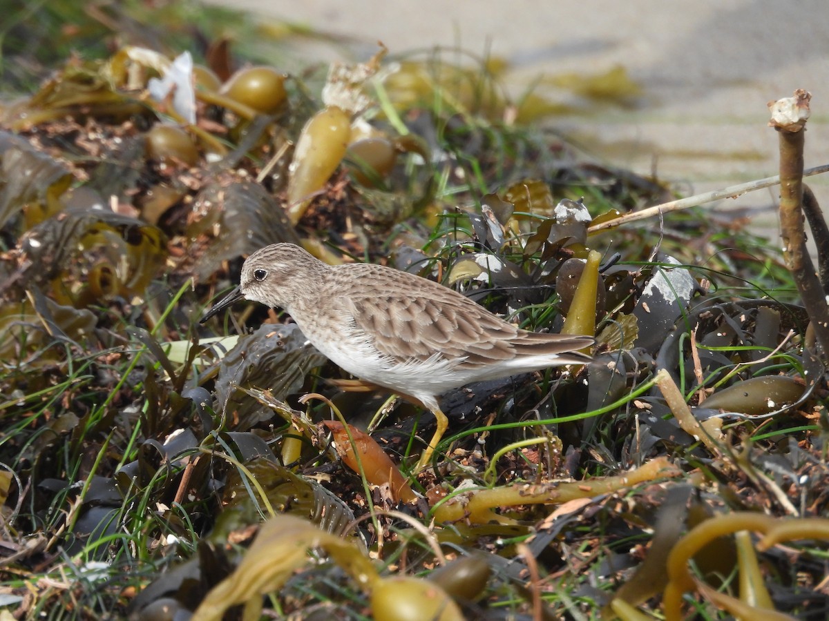 Least Sandpiper - ML613485672