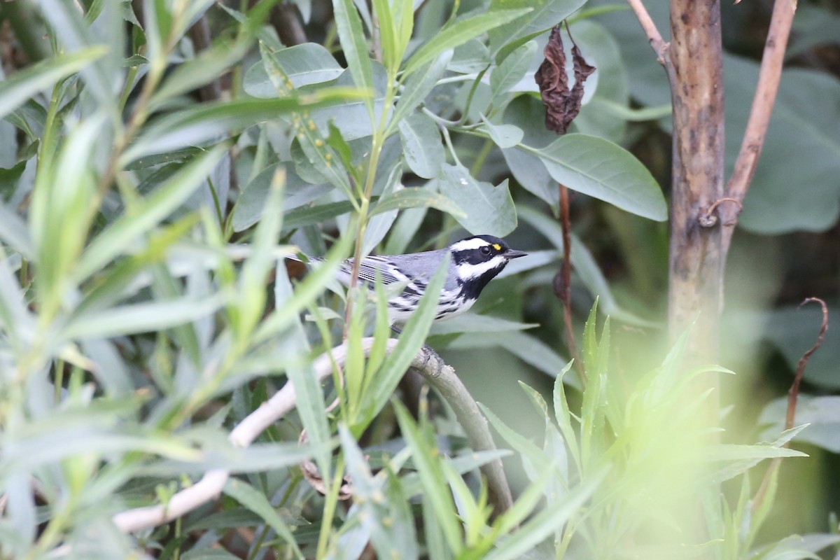 Black-throated Gray Warbler - ML613485720