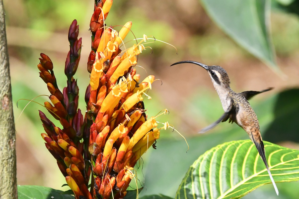 Long-billed Hermit - ML613485739