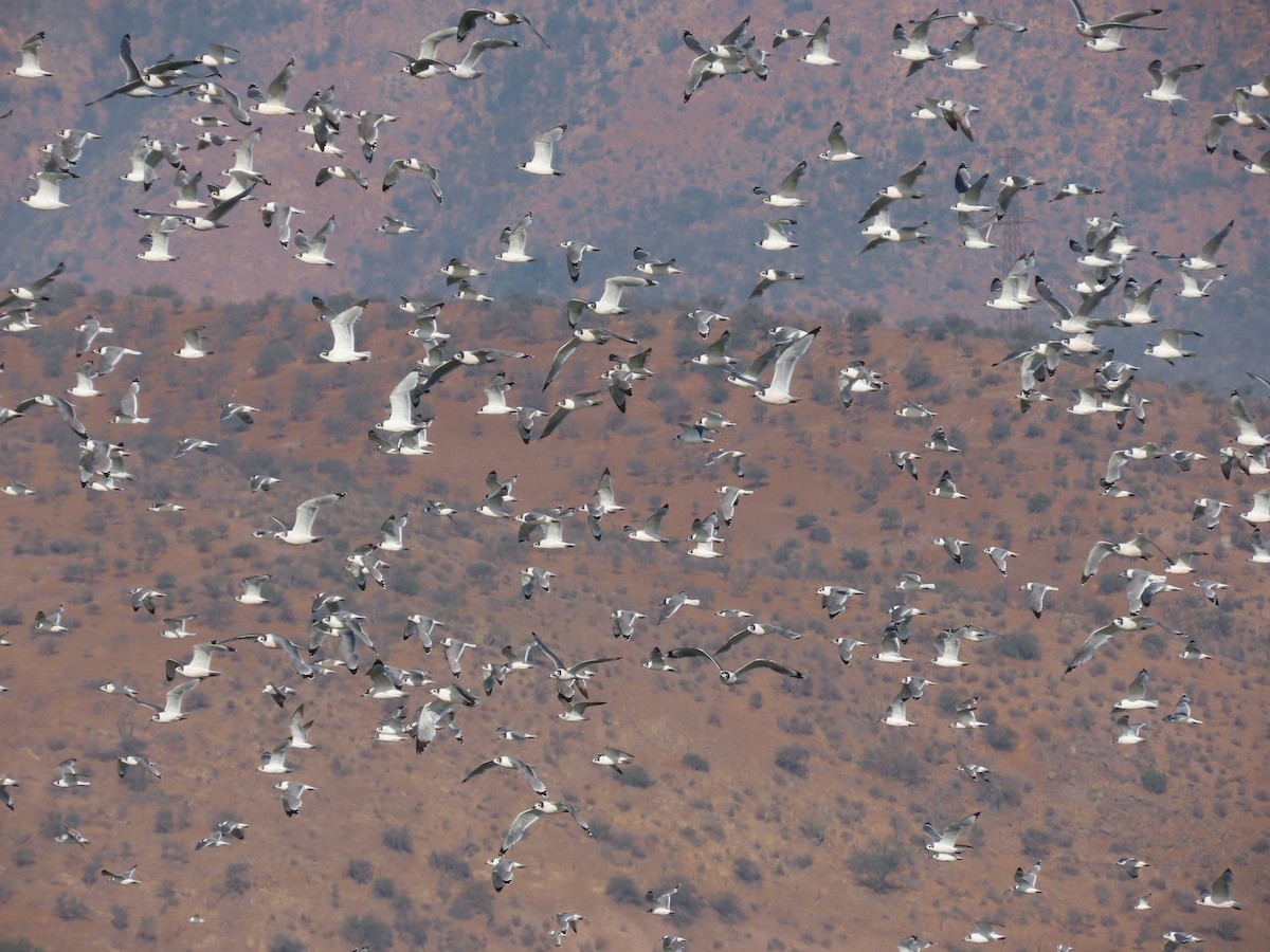 Franklin's Gull - ML613485759