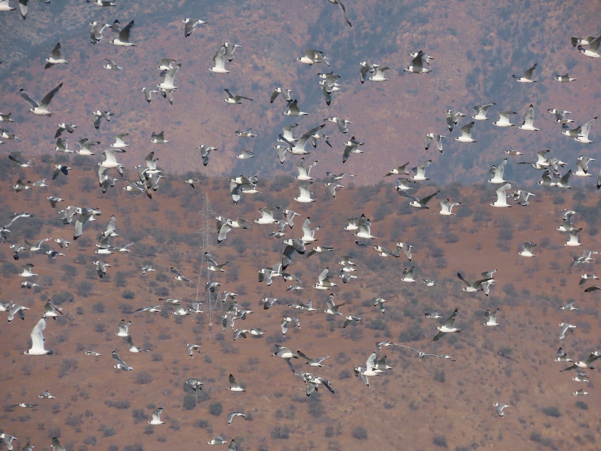 Franklin's Gull - ML613485760