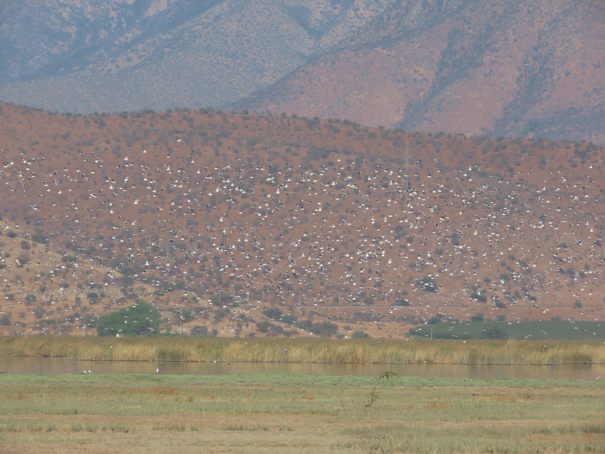 Franklin's Gull - ML613485762