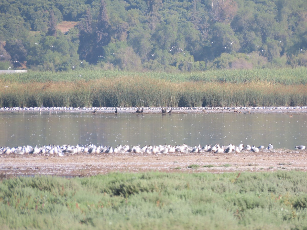 Franklin's Gull - ML613485765