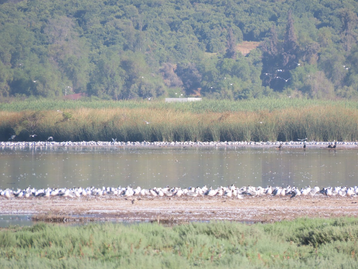 Franklin's Gull - ML613485766