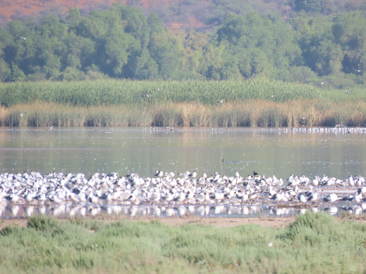 Franklin's Gull - ML613485767