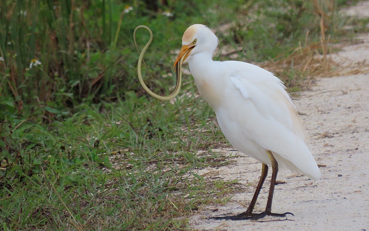Western Cattle-Egret - ML613485812