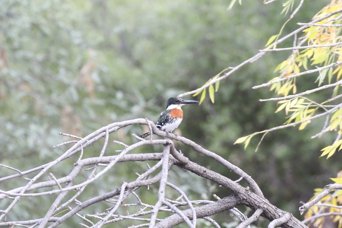 Green Kingfisher - ML613485816