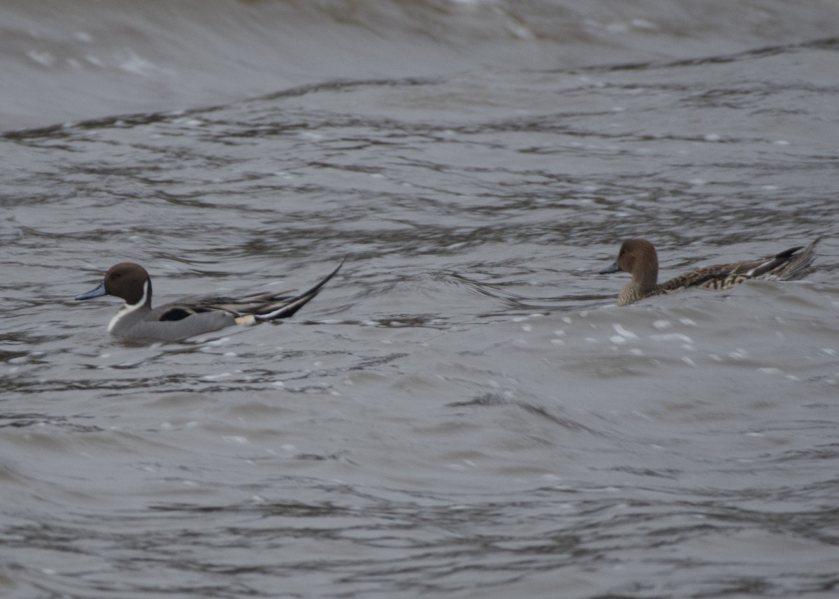 Northern Pintail - ML613485850