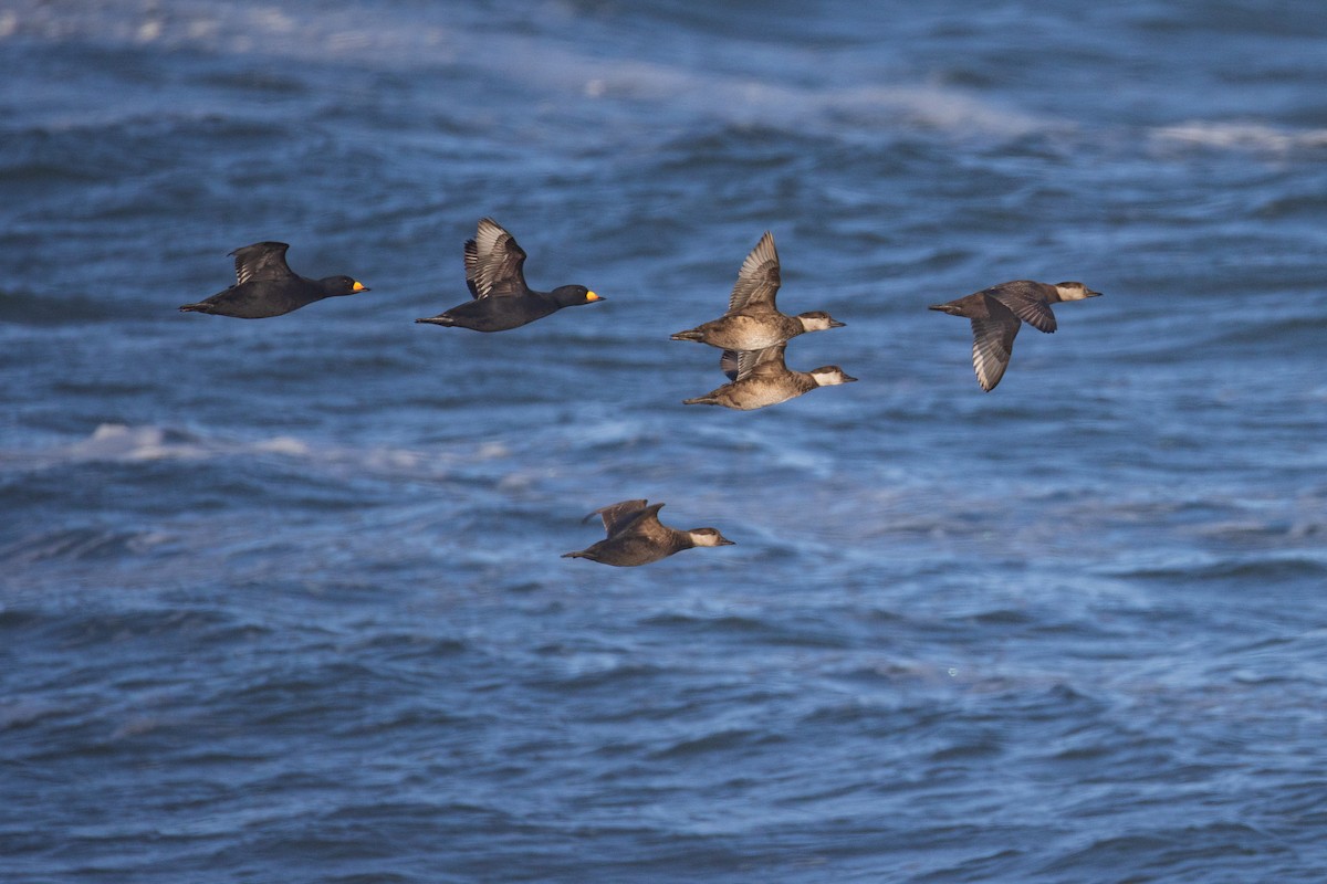 Black Scoter - ML613485873