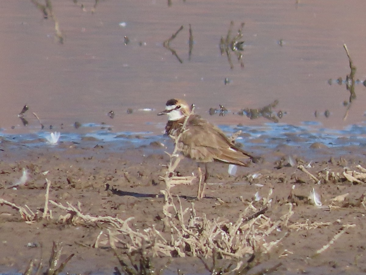 Collared Plover - ML613485875