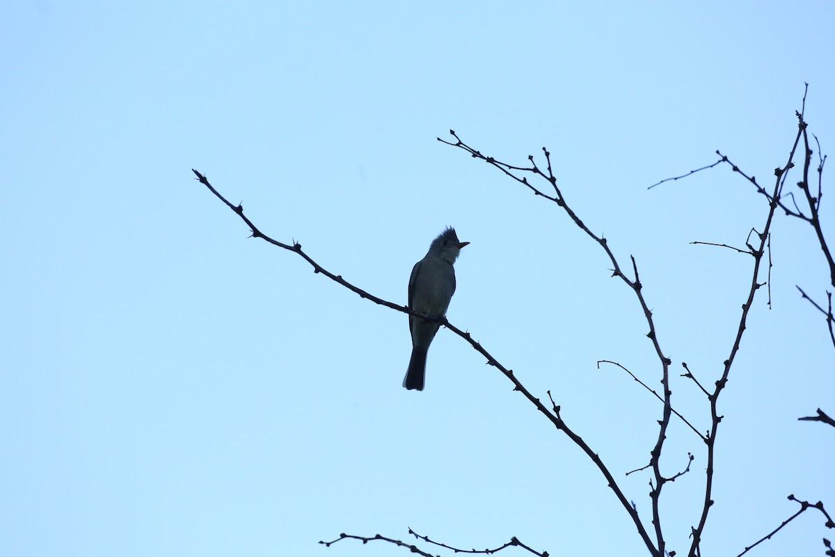 Greater Pewee - Jake Thompson