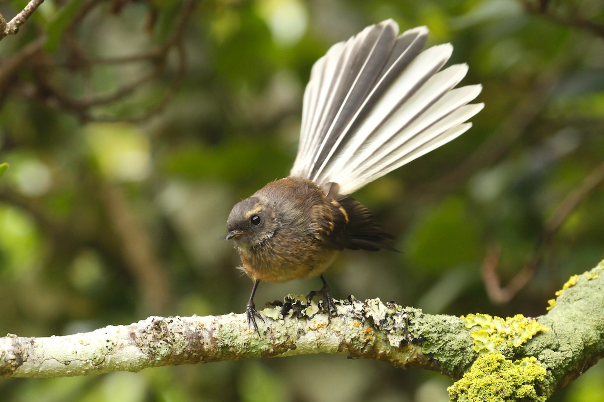 New Zealand Fantail - ML613485914