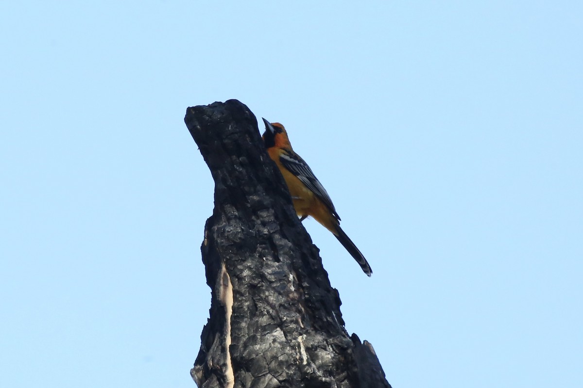 Streak-backed Oriole - ML613485923