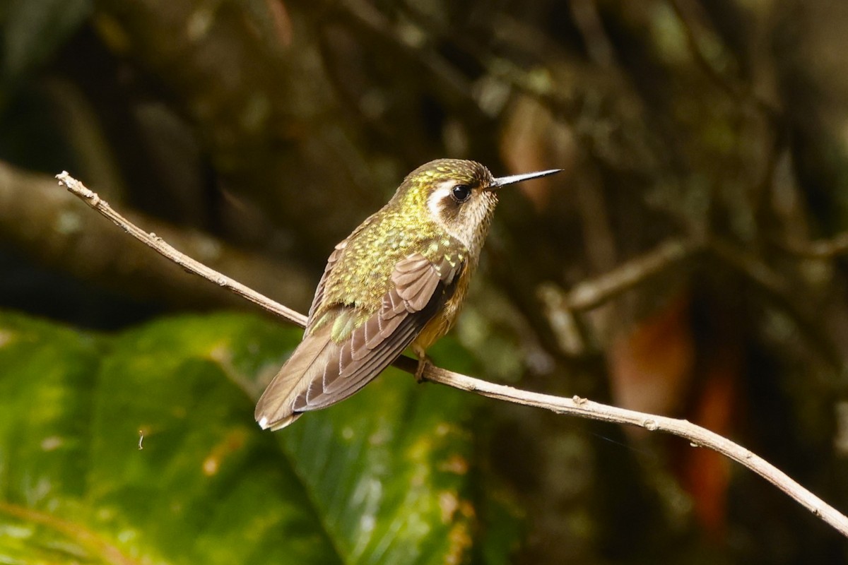 sylfa mozaiková (ssp. maculata) - ML613485938