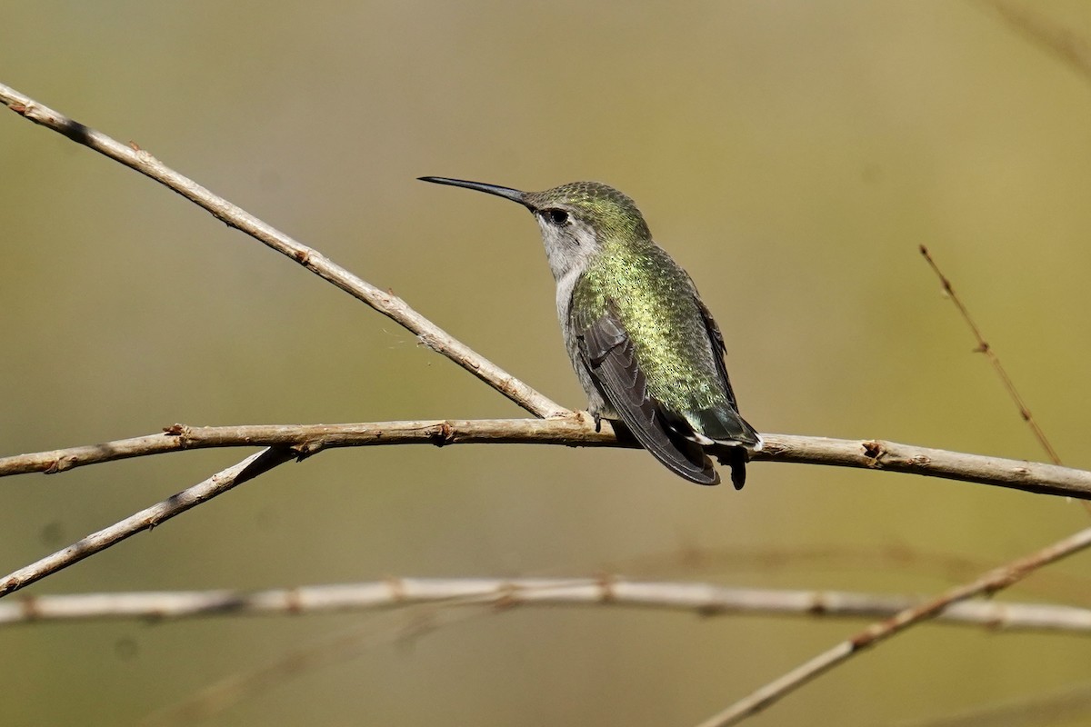 Costa's Hummingbird - ML613486063