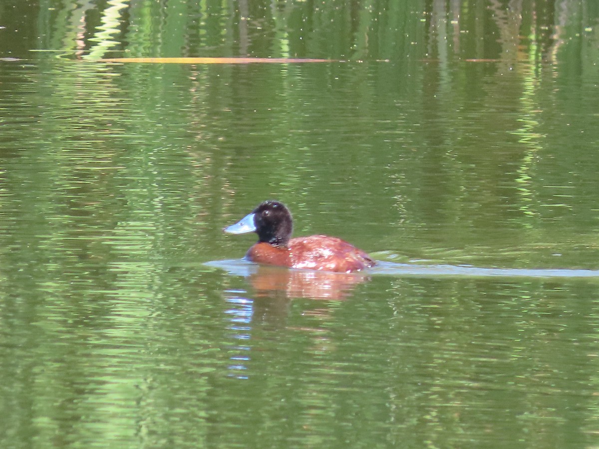 Lake Duck - ML613486194