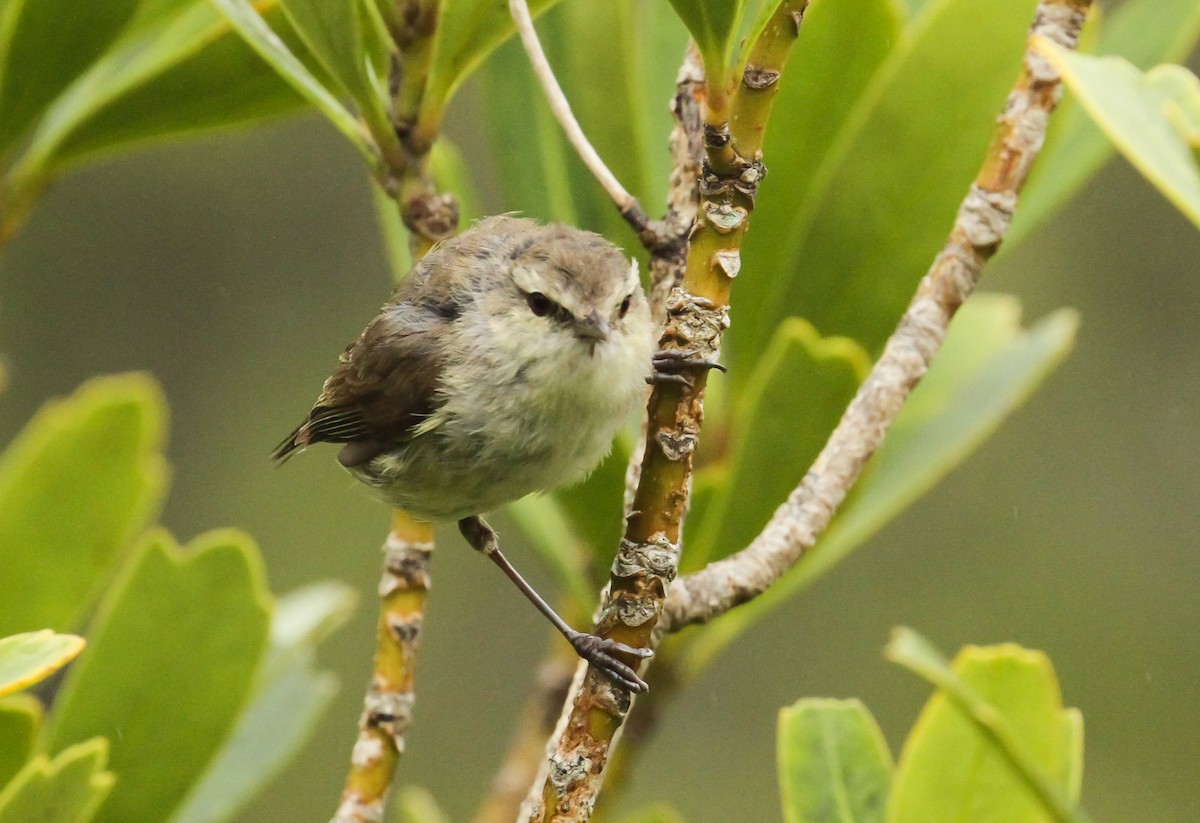 Chatham Island Gerygone - ML613486213