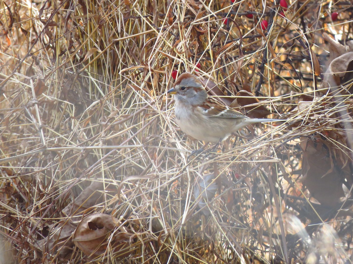 American Tree Sparrow - ML613486231