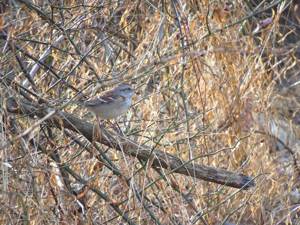 American Tree Sparrow - ML613486233