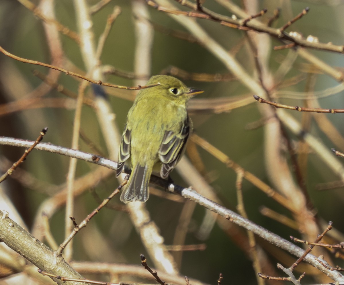 Western Flycatcher - ML613486284