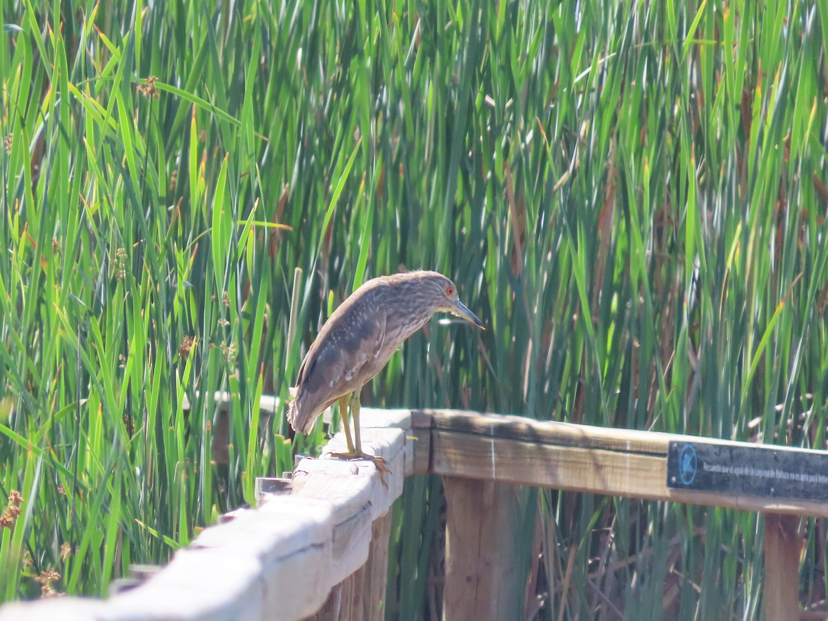 Black-crowned Night Heron - ML613486333