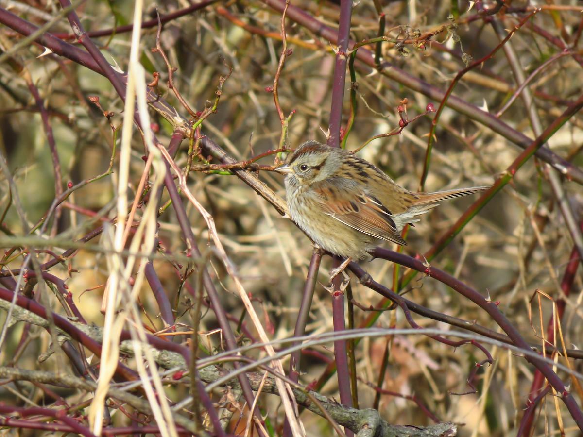 Swamp Sparrow - ML613486358