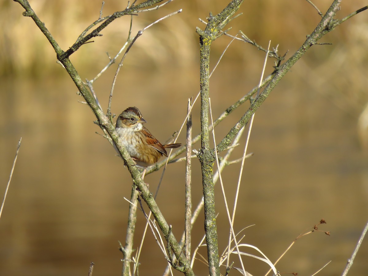 Swamp Sparrow - ML613486360