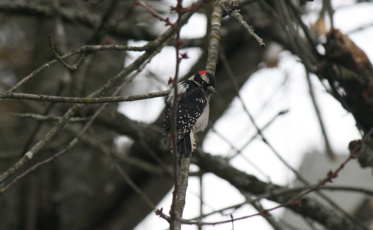Downy Woodpecker - ML613486406