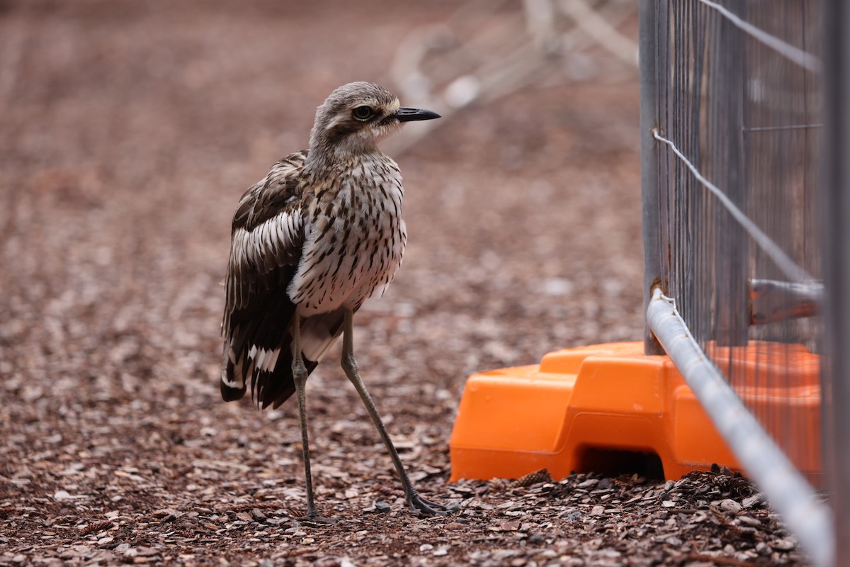 Bush Thick-knee - ML613486411