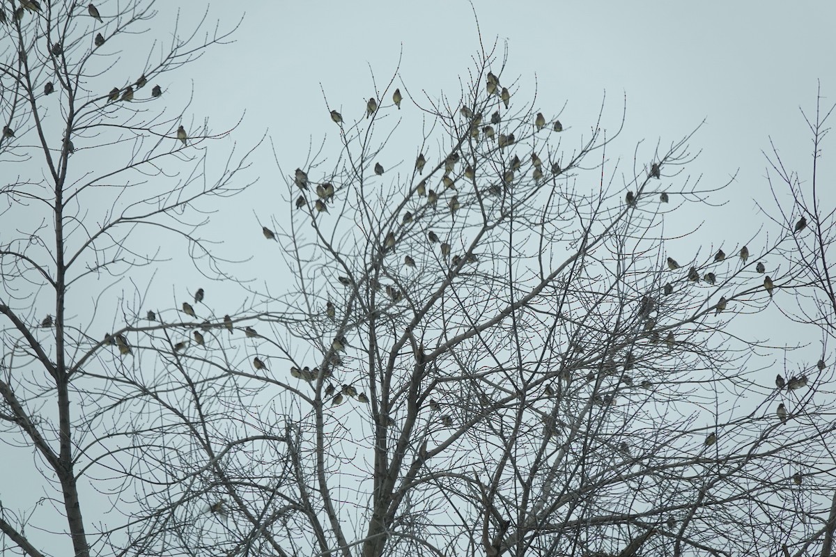 brkoslav americký - ML613486417