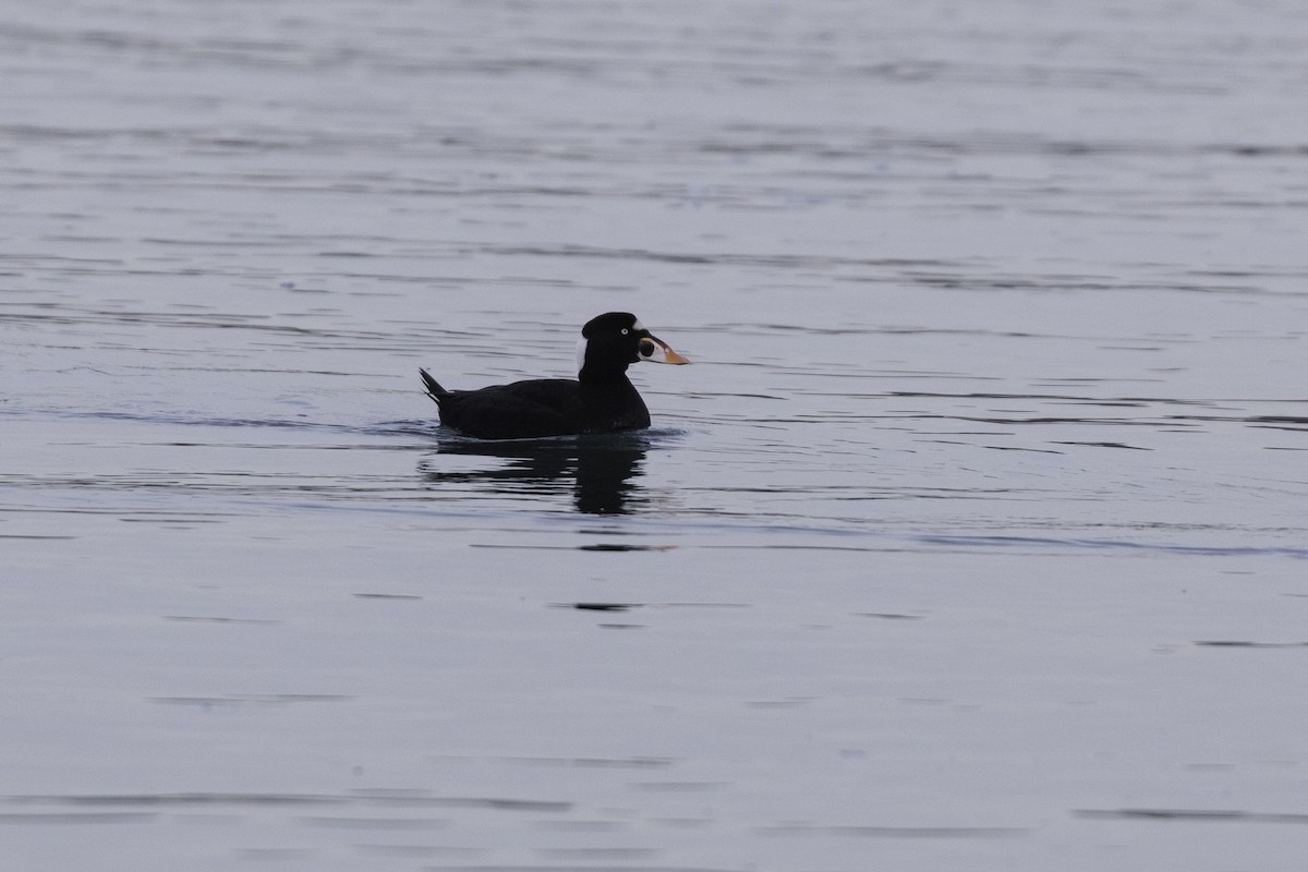 Surf Scoter - ML613486422