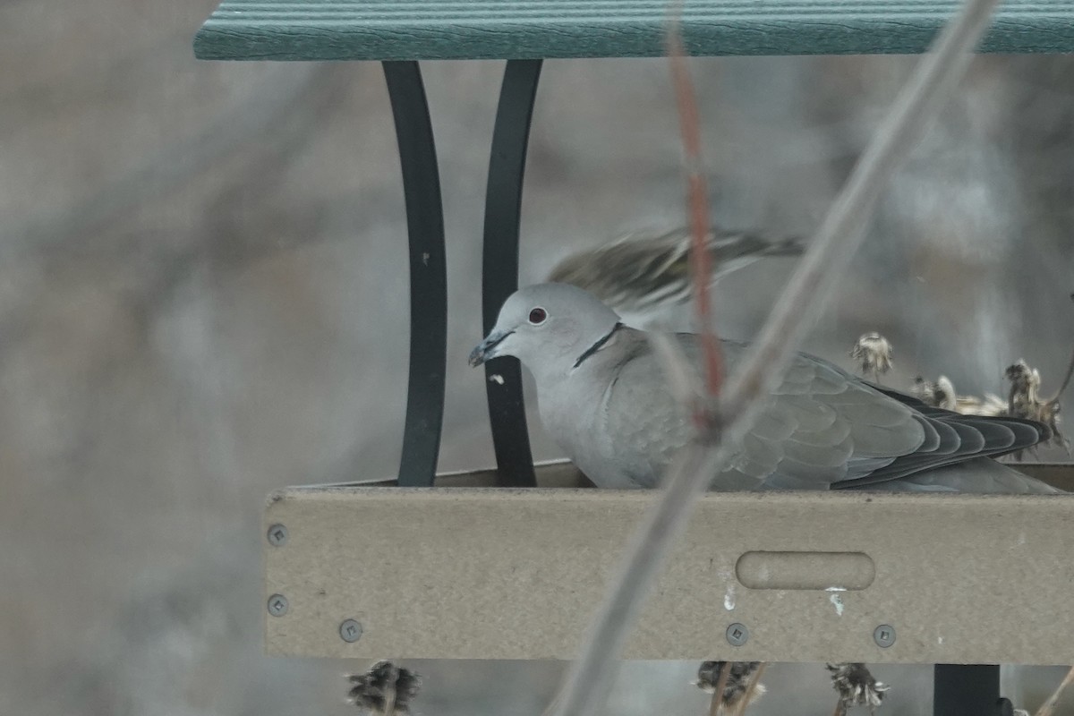 Eurasian Collared-Dove - ML613486434