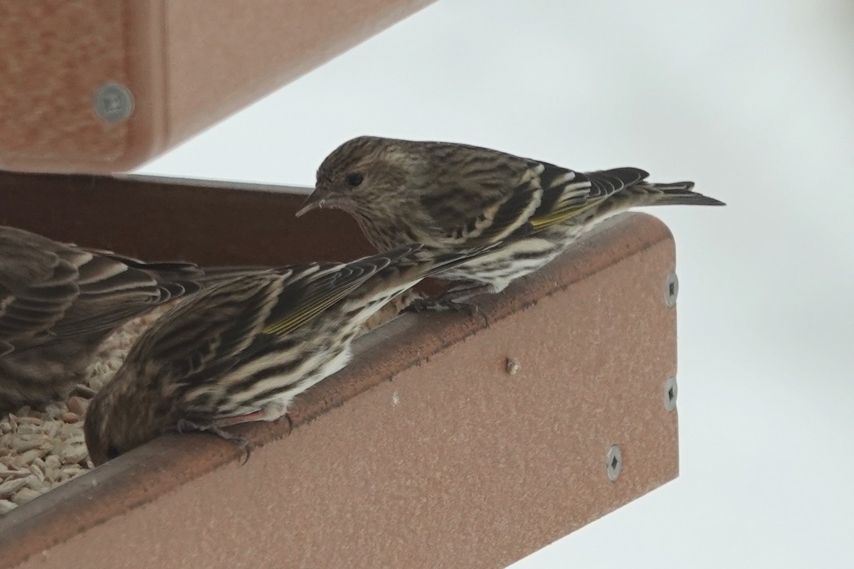 čížek severoamerický - ML613486444