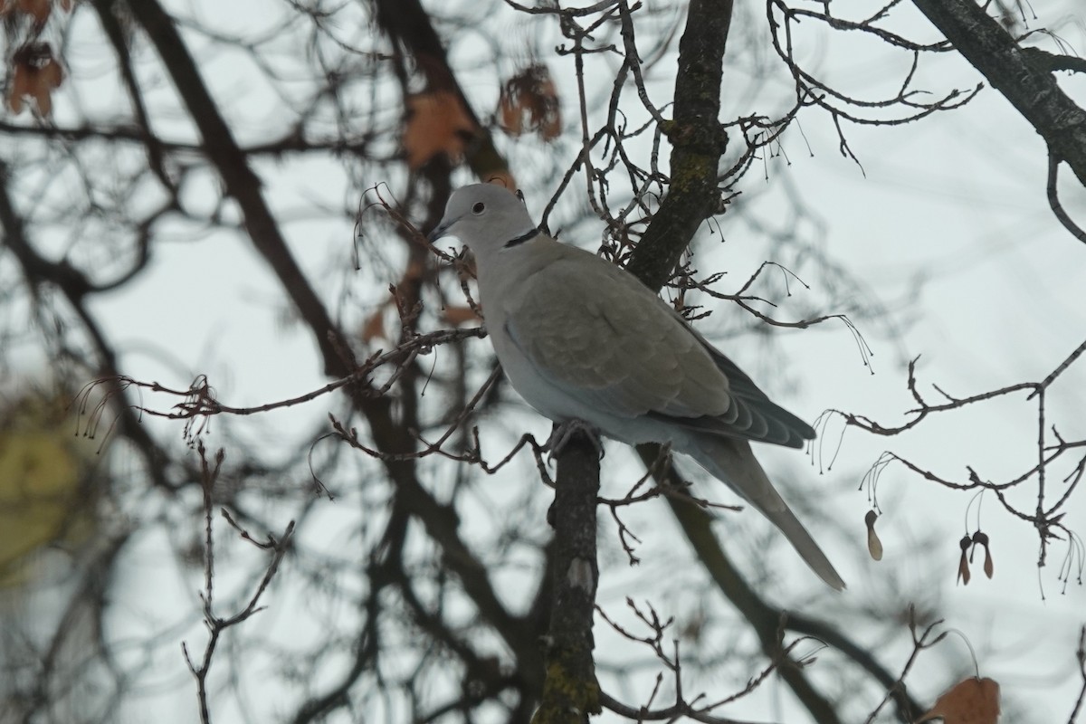 hrdlička zahradní - ML613486449