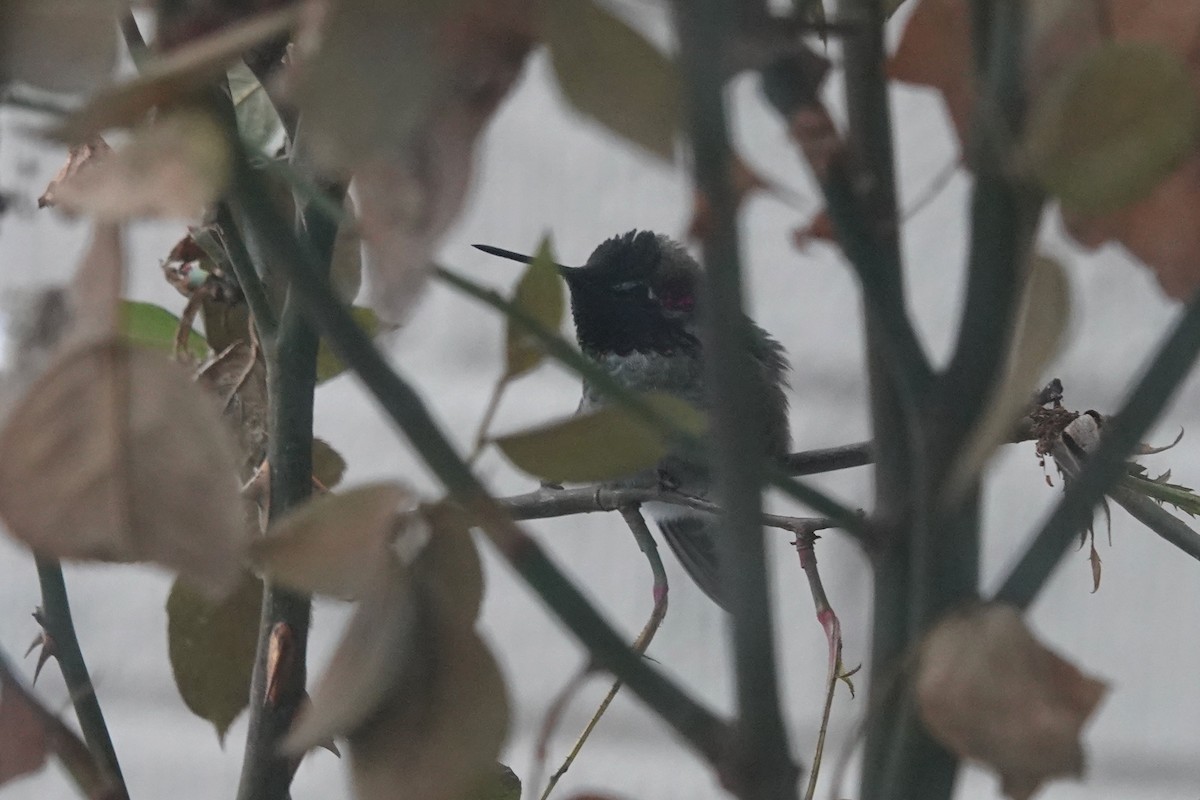 Anna's Hummingbird - Dondi Black