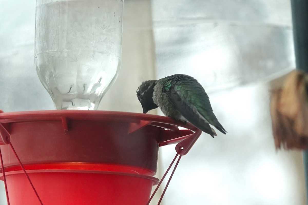 Anna's Hummingbird - Dondi Black