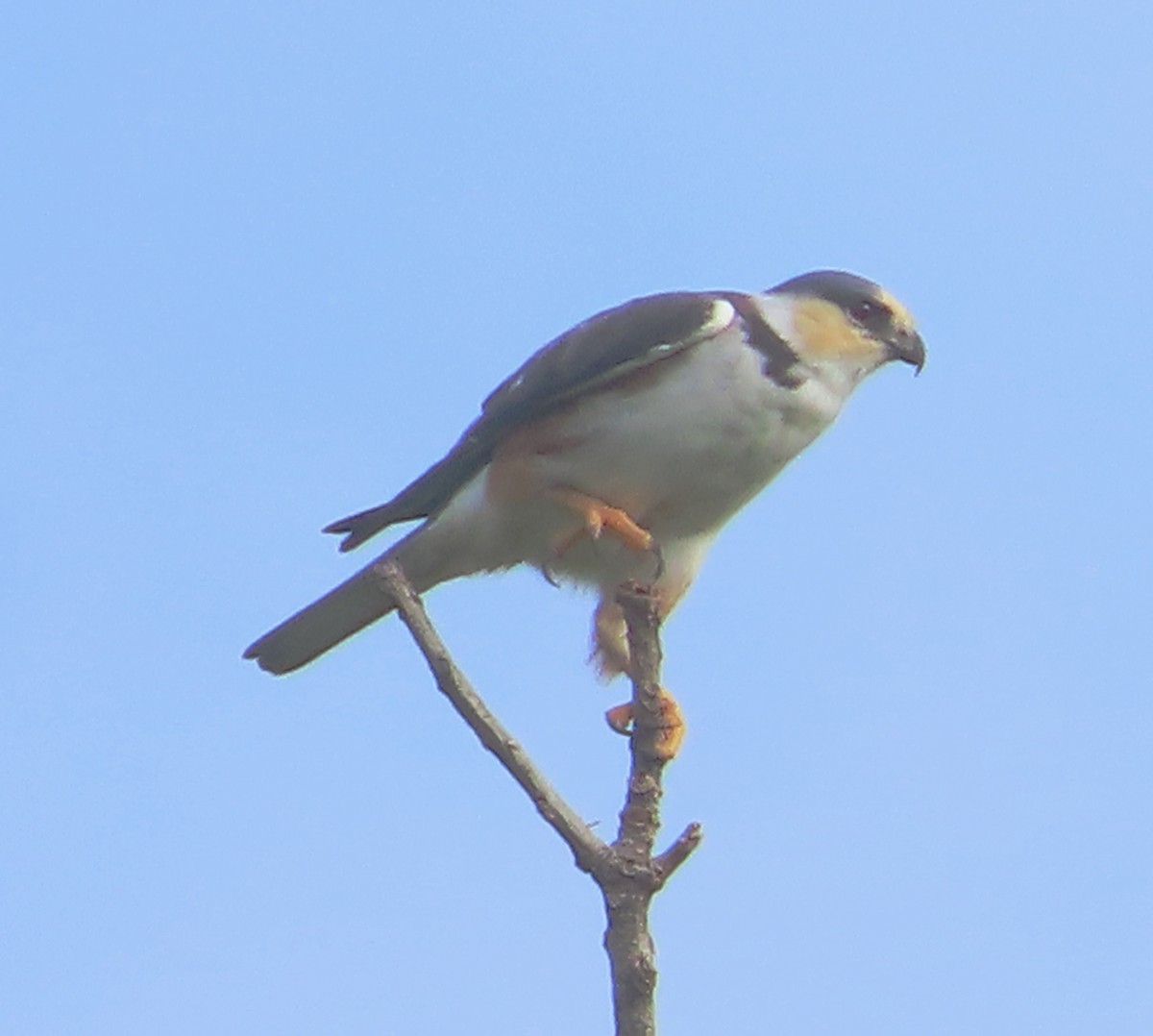 Pearl Kite - Alfredo Correa