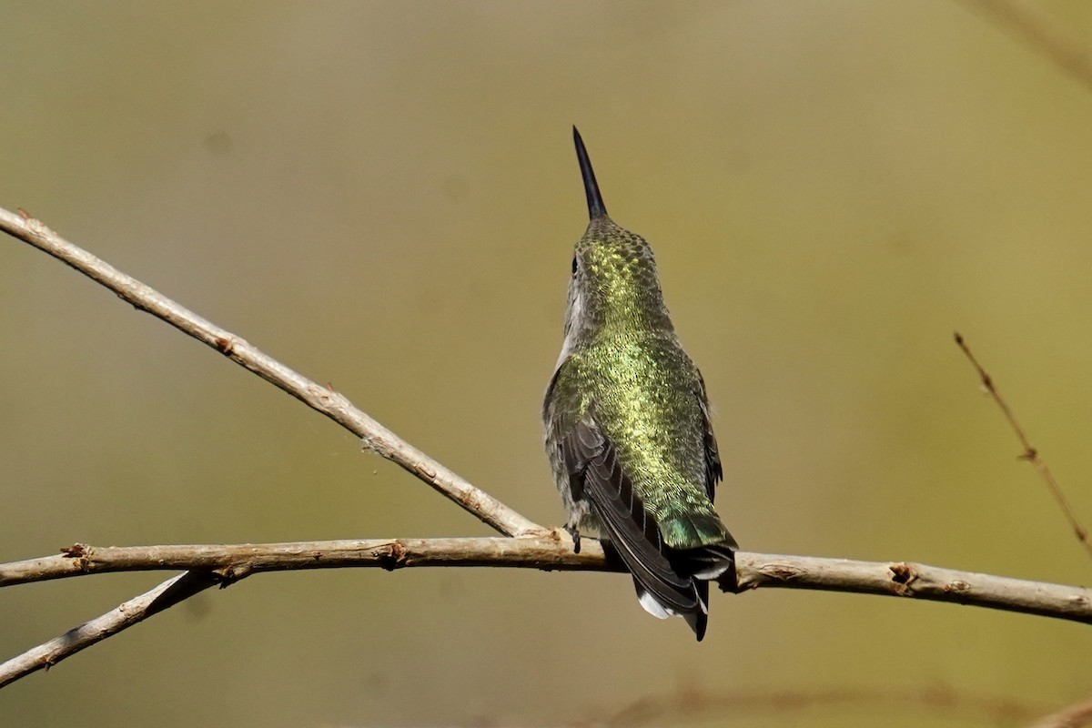 Costa's Hummingbird - Bob Plohr