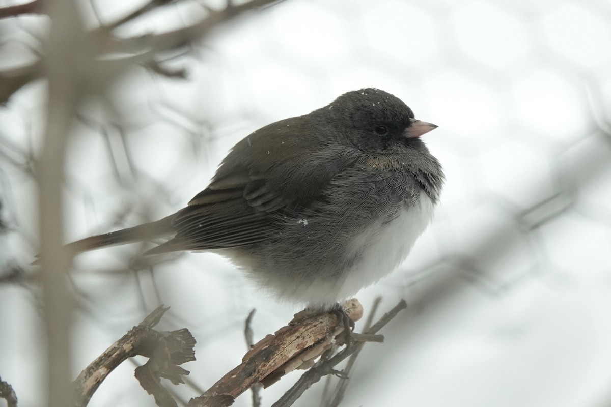 Dark-eyed Junco - Dondi Black
