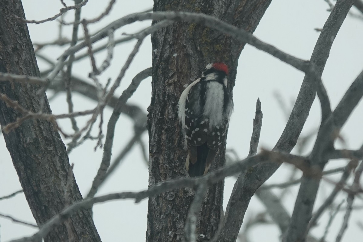 Downy Woodpecker - Dondi Black