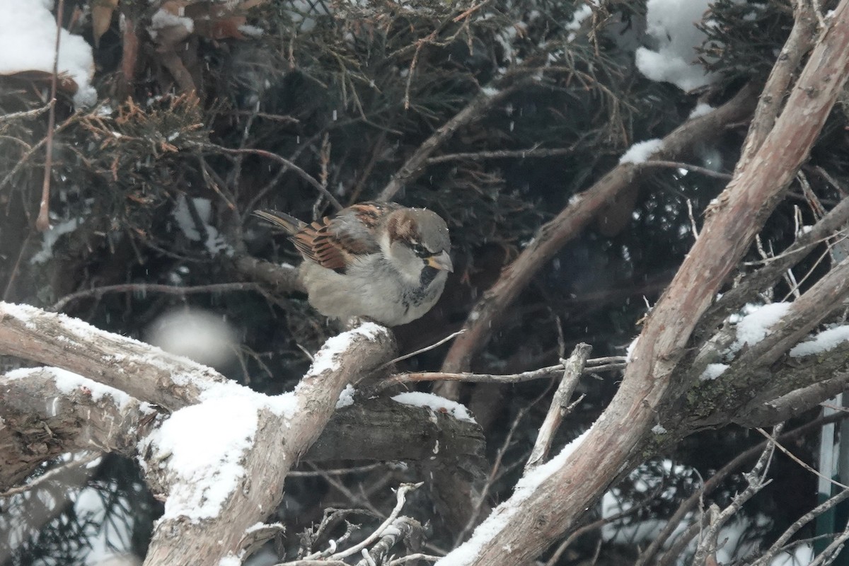 vrabec domácí - ML613486585