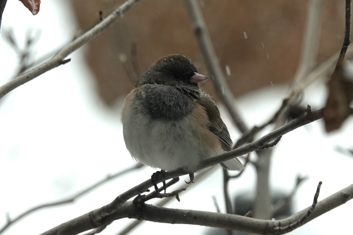 strnadec zimní - ML613486591