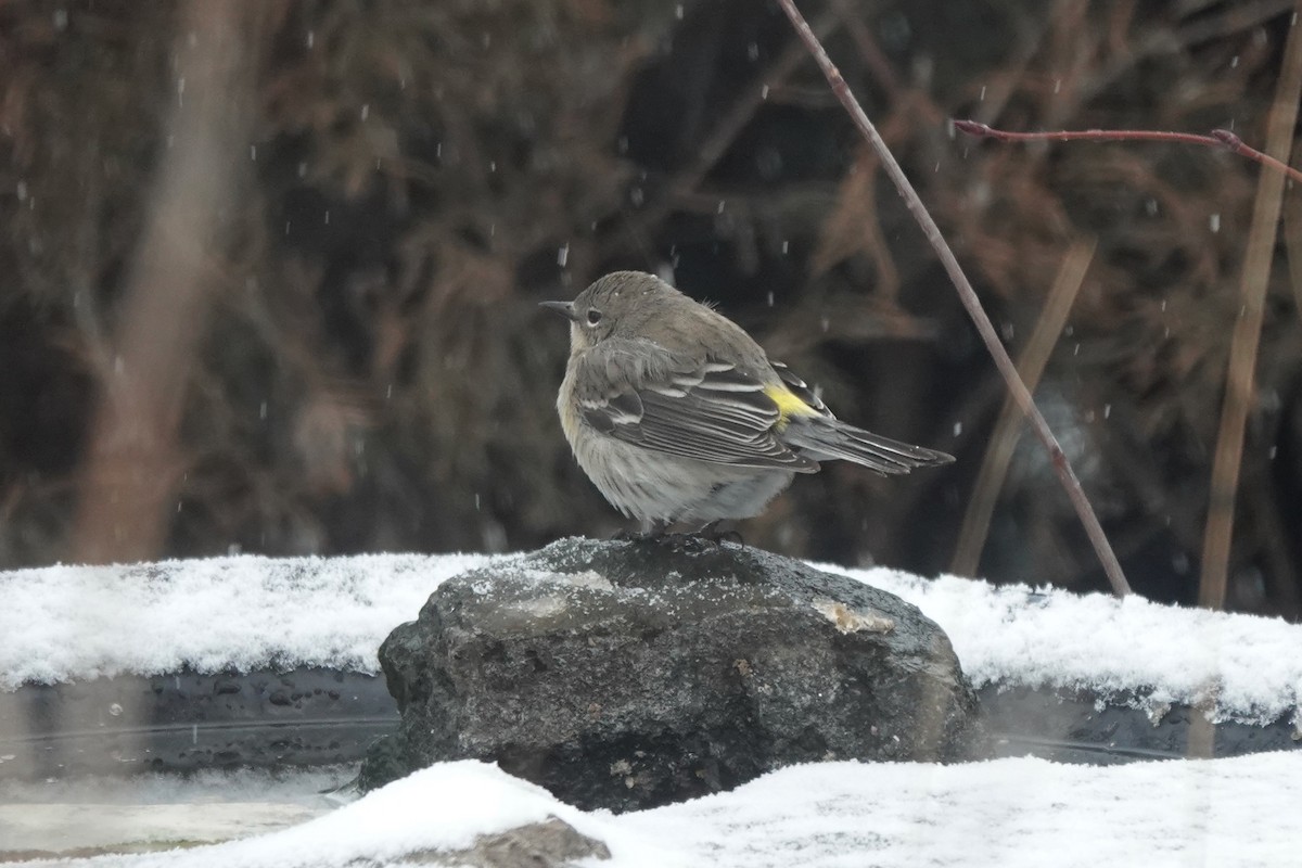 Yellow-rumped Warbler - Dondi Black