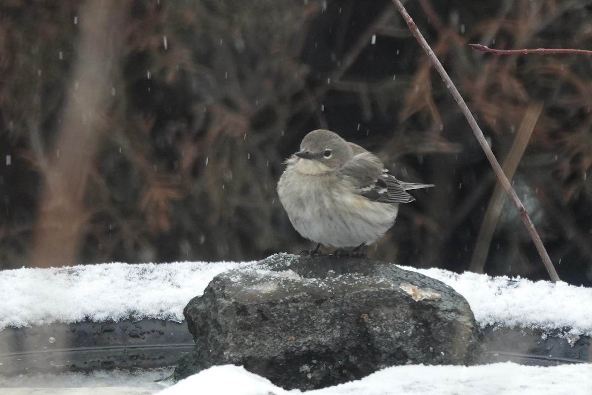 lesňáček žlutoskvrnný - ML613486606