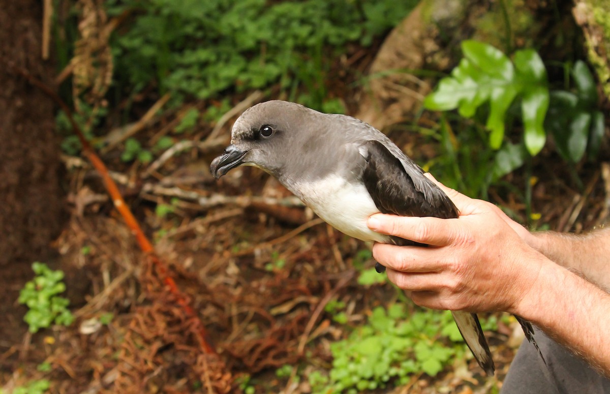 Magenta Petrel - ML613486607