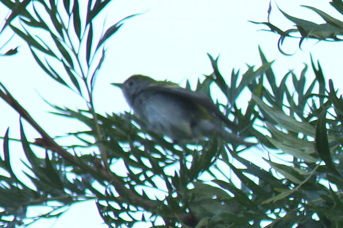 Chestnut-sided Warbler - ML613486609