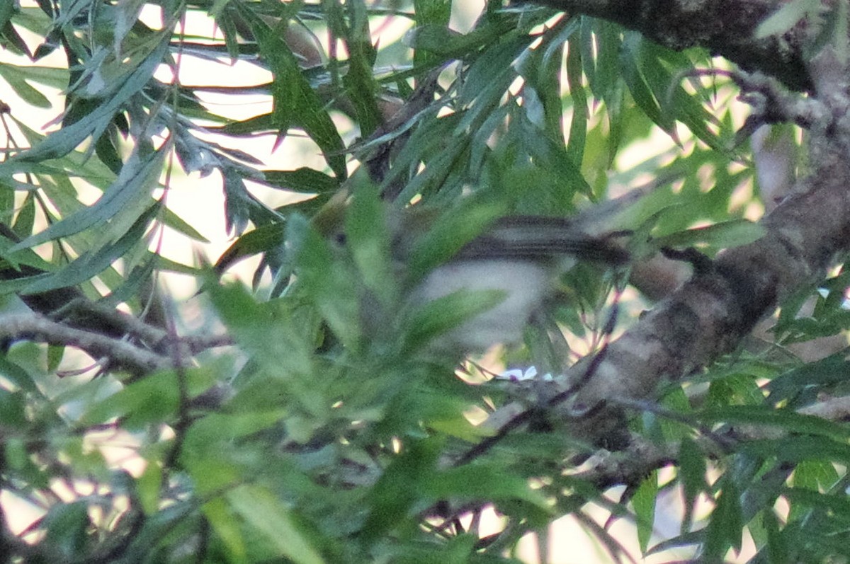 Chestnut-sided Warbler - ML613486610