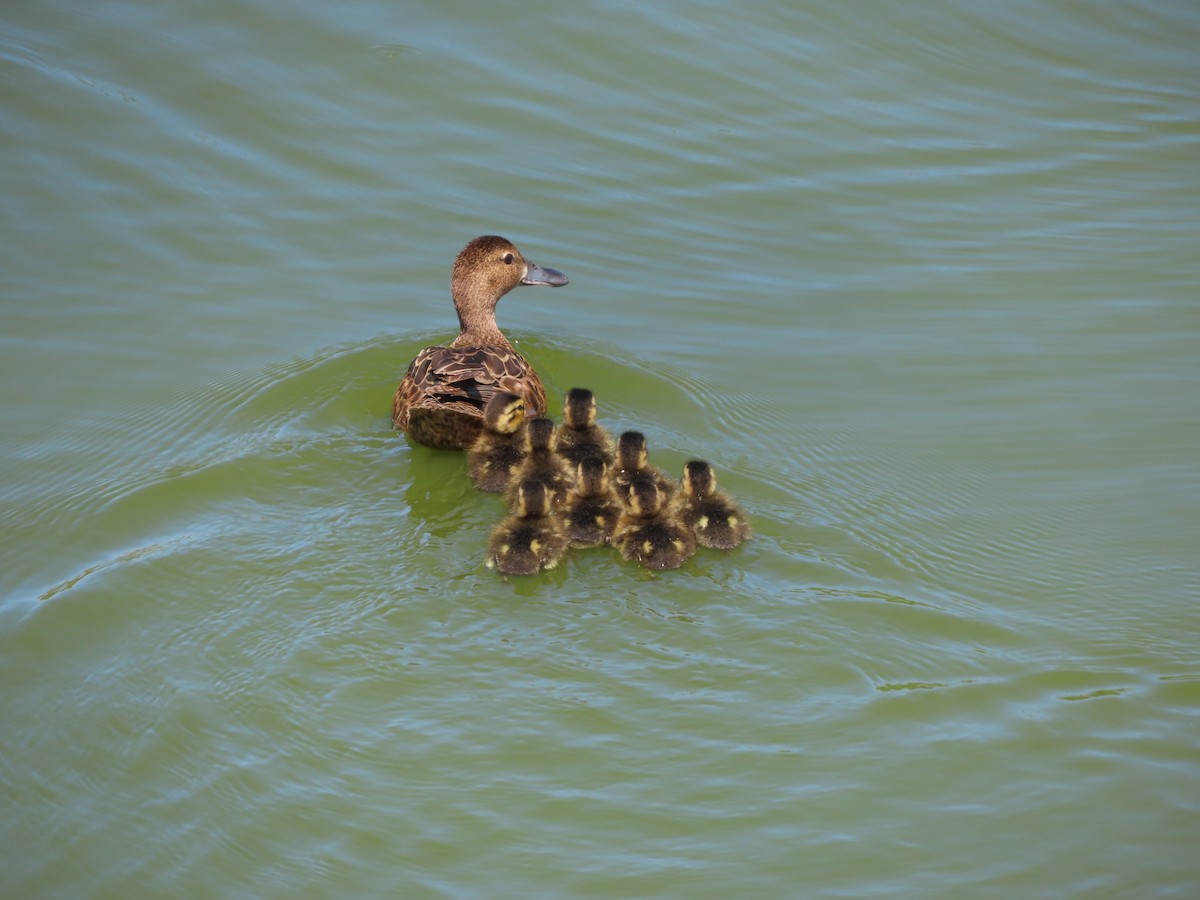 Cinnamon Teal - ML613486625