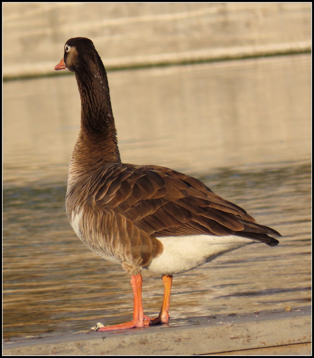 Domestic goose sp. (Domestic type) - Peter Gordon