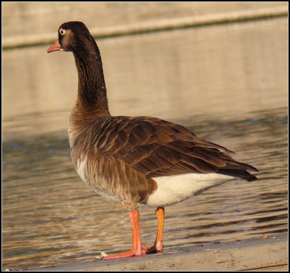 Domestic goose sp. (Domestic type) - Peter Gordon